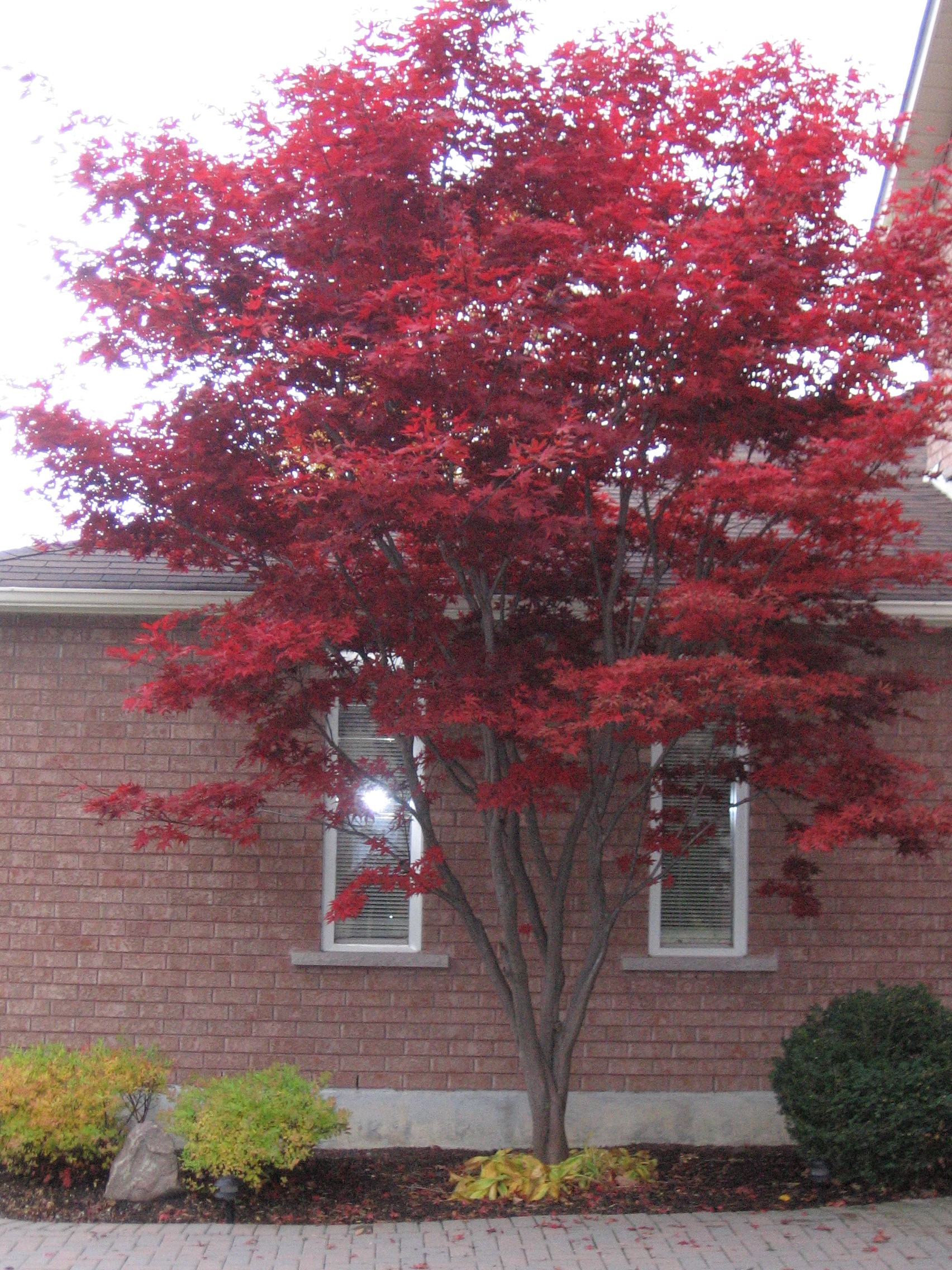 Mighty Japanese Maple in my yard